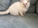 Lilac female - Ragdoll Kitten For Sale - Butler&comma; PA&comma; US