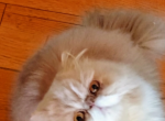 Cfa cream bicolor proven stud persian - Persian Cat For Sale - Woodburn&comma; IN&comma; US