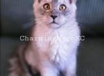 Storm Litter - Maine Coon Kitten For Sale - Saint Clair&comma; MO&comma; US