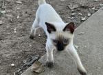 BANDIT BOY SIAMESE MANX JUNE 26 - Manx Kitten For Sale - 