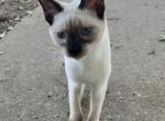 BANDIT BOY MANX JUNE 26 - Siamese Kitten For Sale - Bryan&comma; TX&comma; US