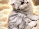 Silver lion - British Shorthair Kitten For Sale - Fairview&comma; NJ&comma; US