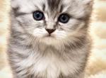 Gray Lion - British Shorthair Kitten For Sale - Fairview&comma; NJ&comma; US