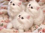 Spunky shaded silver beauties - Persian Kitten For Sale - 