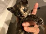 Reze babies - American Shorthair Kitten For Sale - Washington&comma; DC&comma; US