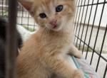 Missy kitty litter - Domestic Kitten For Sale - Highland&comma; CA&comma; US