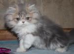 Cory - Persian Kitten For Sale - Enola&comma; PA&comma; US