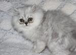 Asher - Persian Kitten For Sale - 