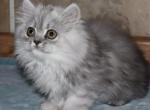 Austin - Persian Kitten For Sale - 
