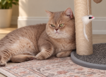 Lilac golden Pavel - British Shorthair Cat For Sale - 