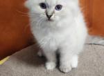 Hermoine - Siberian Kitten For Sale - 