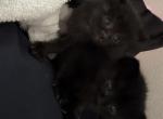 Velvet & Violet - Bombay Kitten For Sale