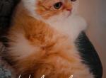 My Orange white Persian Baby Girl - Persian Kitten For Sale - Brooklyn&comma; NY&comma; US
