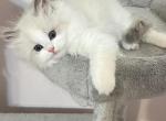 Luna - Ragdoll Kitten For Sale - 