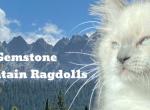 Gemstone Mountain Ragdolls - Ragdoll Kitten For Sale - 