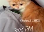 My sweet orange and white Persian - Persian Kitten For Sale - Brooklyn&comma; NY&comma; US