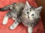 Rainbow - Maine Coon Kitten For Sale - 