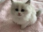 Aphrodite - Ragdoll Kitten For Sale - Port Saint Lucie&comma; FL&comma; US