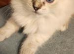 Hyacinth - Siberian Kitten For Sale - 