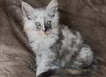 Mousy - Maine Coon Kitten For Sale - 