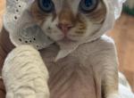Tiny - Devon Rex Kitten For Sale - Newark&comma; CA&comma; US