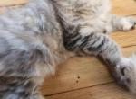 Hester - Siberian Kitten For Sale - 
