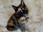 Shazam - Maine Coon Kitten For Sale - Chicago&comma; IL&comma; US
