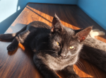 F4 Caracat Chausie 3 months old - Chausie Kitten For Sale - MI&comma; US