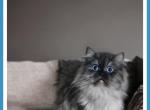 Dominate blue eyed smoke - Minuet Cat For Sale - Woodburn&comma; IN&comma; US