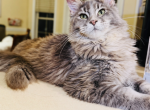 Tortie female - Maine Coon Kitten For Sale - Grant Valkaria&comma; FL&comma; US