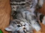 Honeybird - Siberian Kitten For Sale - 