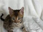 Ruby Blaze - Bengal Kitten For Sale - Medford&comma; OR&comma; US