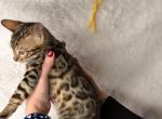 Golden Citrine - Bengal Kitten For Sale - 