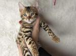 Rose Quartz - Bengal Kitten For Sale - 