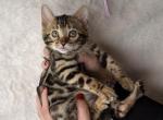 Lavender Sapphire - Bengal Kitten For Sale - 