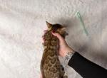Peridot Mist - Bengal Kitten For Sale - Medford&comma; OR&comma; US