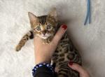 Aquamarine Tide - Bengal Kitten For Sale - Medford&comma; OR&comma; US