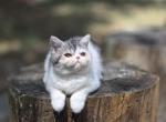 Camies silver tabby boy - Exotic Kitten For Sale - Conroe&comma; TX&comma; US