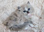TICA Blue Mitted Mink Cherubim Ragdoll boy - Ragdoll Kitten For Sale - 