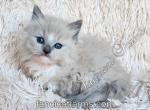 TICA Blue Mitted Mink Cherubim Ragdoll Girl - Ragdoll Kitten For Sale - Huntsville&comma; AL&comma; US