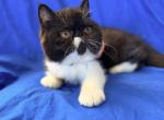 Tuxedo Girl - Exotic Kitten For Sale - Oklahoma City&comma; OK&comma; US