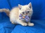 Doll Faced Cream ESH - Exotic Kitten For Sale - 