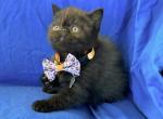 Solid Black ESH - Exotic Kitten For Sale - 