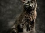 Exotic Ragdolls - Ragdoll Kitten For Sale - CA&comma; US