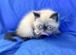 Seal Point ESH - Exotic Kitten For Sale - 