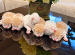 6 little bundles of purrfection - Persian Kitten For Sale - Parkville&comma; MD&comma; US