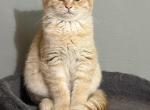 Brother - Scottish Fold Kitten For Sale - Philadelphia&comma; PA&comma; US