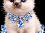 Male kats ravishing ragdolls - Ragdoll Kitten For Sale - Lancaster&comma; PA&comma; US