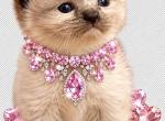 Female Kats ravishing ragdolls - Ragdoll Kitten For Sale - Lancaster&comma; PA&comma; US