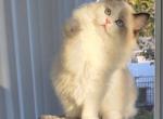 Blueberrydolz Haven - Ragdoll Kitten For Sale - Hiawatha&comma; IA&comma; US